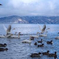 猪苗代湖のしぶき氷を見てみたくて日帰りドライブ、飛来してる白鳥さん達にも出逢えました