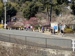 初春の伊豆半島ドライブ　熱海梅園&#12316;河津桜