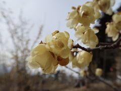 埼玉 宝登山に登ってきた。