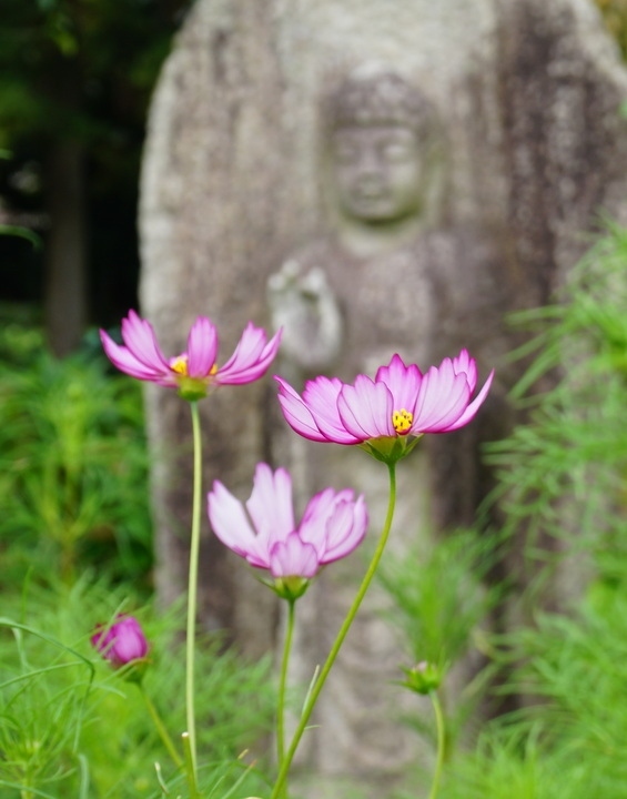 結婚○○周年記念、京都・奈良の旅♪  vol.４ 奈良豆比古神社、般若寺、旧奈良監獄、春日大社、奈良万葉若草の宿　三笠