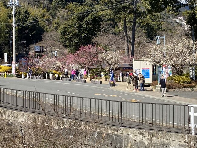 初春の伊豆半島ドライブ　熱海梅園&#12316;河津桜