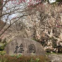 熱海で温泉&熱海梅園