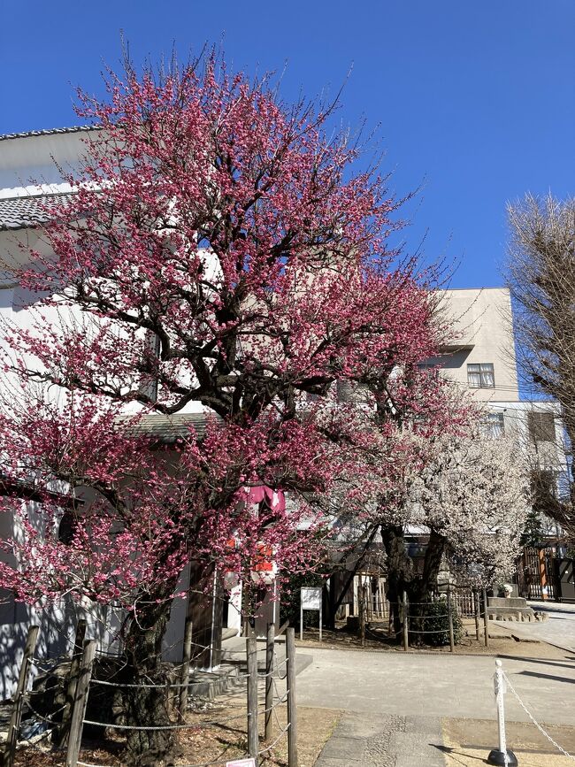 友人宅へ行く前に根津神社へ寄ってから行くことにしました。2月28日、この日、根津神社の紅白梅はほとんど開花していませんでしたが、その先の光源寺の紅白の梅は満開でした。<br /><br /><br />写真は光源寺の紅白の梅