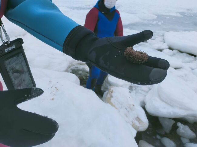 冬のオホーツク 流氷を訪ねて④
