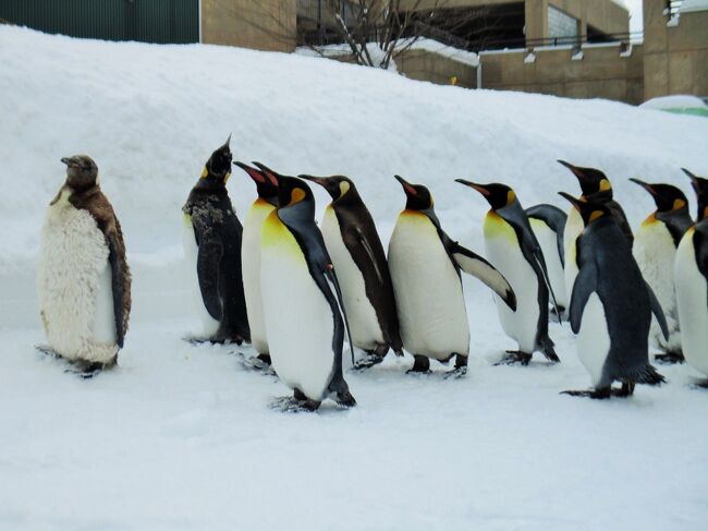 冬の北海道　流氷ツアー　1日目　旭山動物園＊美瑛＊層雲峡氷瀑まつり