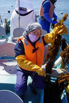 HIS 南欧風リゾートホテル アオアヲナルトリゾート滞在 徳島3日間(10)　鳴門わかめ収穫体験と塩蔵の後は大鳴門橋クルーズを楽しむ。