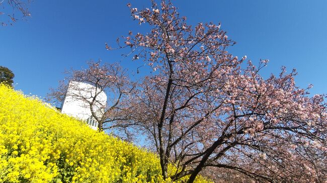 松田町の河津桜まつりは厳冬の影響で河津桜の開花が遅れまだ二分咲きだったものの菜の花は見頃、酒匂川流域の展望も特筆だった。さらに松田駅前の松みどりで有名な中沢酒造、山北町の川西屋酒店、秦野市の金井酒造を巡り、それぞれ特徴を教わるなど神奈川県内に点在する酒蔵を探訪した。