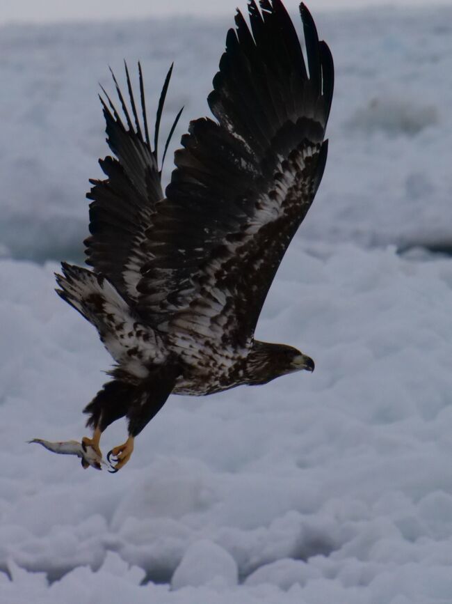 ※写真は食料を確保したオジロワシ<br />2日目は羅臼町で流氷クルーズ、斜里町から知床第一ホテル<br />流氷クルーズはオジロワシやオオワシを至近距離で撮影可能でした<br />加えて道中、運よくキタキツネにも遭遇<br /><br />流氷ウォーキングで、現地ガイドさんがスマホのマップで現在位置を表示せよと、確かに地図上で海の上にいることが確認できました<br />流氷のかけらを口にいれたオッサン「塩辛くない」<br />流氷はアムール川から流れてくるといわれており<br />アムール川はロシアや中国の汚染物質が流れていて、口に入れてはいけません<br />