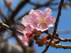 美しく咲いていた河津桜