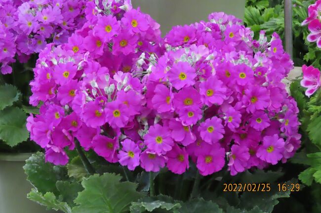 2月25日、午後4時過ぎにふじみ野市西鶴ケ岡地区にあるビバホーム内のガーデンセンターを訪問しました。　目的は早春の花を見るためです。<br />建屋内の展示品は色々な花が展示されていました。君子ラン、プリムラ類<br />陳列棚にはヒヤシンス、クロッカス、チューリップ等が展示されていました。<br /><br /><br /><br />*写真はプリムラマラコイデス