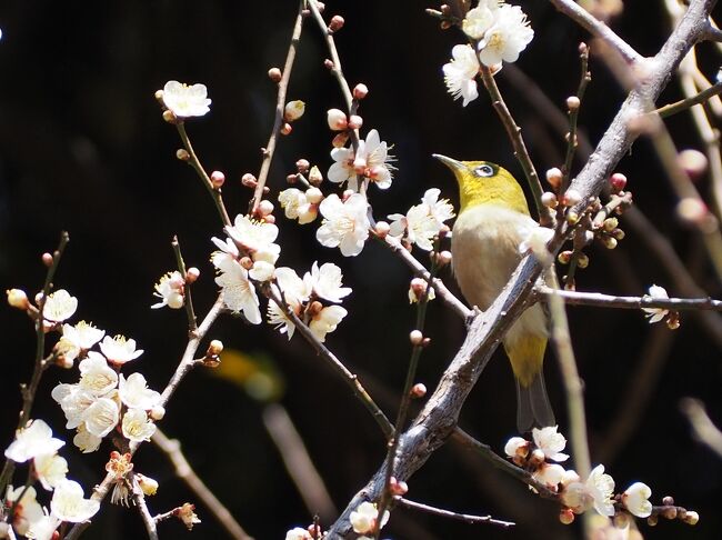 梅や蝋梅、寒桜、花の便りに心が躍る季節。2月はどこにも撮影に行っていなかったので、久しぶりに花を撮りたいなあと思い、小石川植物園へ行ってきました。<br /><br />小石川植物園、正式名は東京大学院理学系研究科付属植物園。東大の附属施設だからか、過去の緊急事態宣言や現在のまん延防止措置期間中で都内の庭園などが軒並み閉園する中で、常に開園している貴重な存在。去年も2月に梅とメジロを見に行きました。<br /><br />花撮りのはずが、いつの間に鳥撮りがメインに（笑）園内広くて高低差があるのでちょっとした里山気分で、森林浴を楽しみながら、梅だけでなく、メジロ、エナガなどの野鳥を愛でてきました。<br /><br />よろしければご覧ください～！