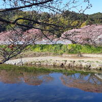 久しぶりの河津桜、今年は下田に泊まって早朝から見学