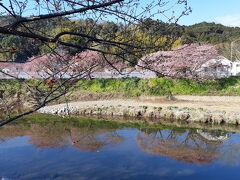 久しぶりの河津桜、今年は下田に泊まって早朝から見学