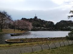 横浜市の桜名所、根岸森林公園・三渓園・本牧山頂公園を徒歩でまわりました。