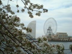 桜木町駅周辺（横浜市）の桜名所を、徒歩でまわりました。