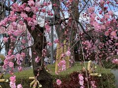 府中郷土の森梅祭りと高安寺