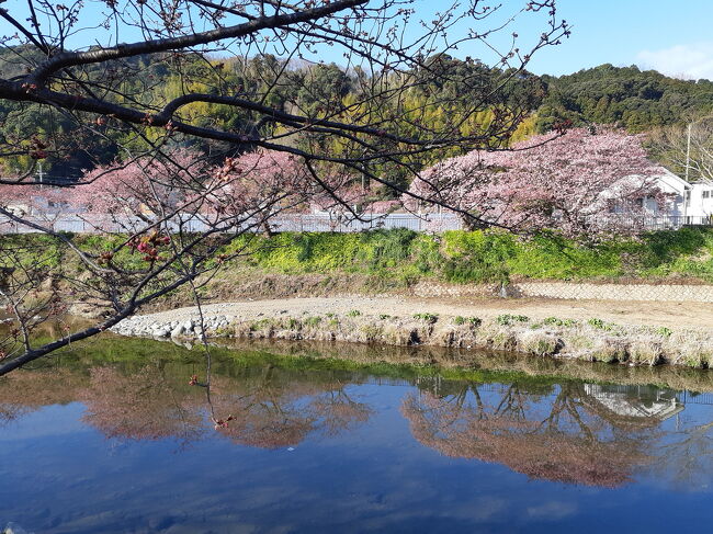 久しぶりに河津桜を見に行こうって。<br />日曜は避けて月曜に行ってみました。<br />今年の河津桜は2週間位遅れたようで、満開の桜もあったけど、蕾の桜も沢山ありました。<br />気温が上がれば3/6頃は満開になると思ったので、<br />お花の様子が気になる方の参考になればと、アップしてみました。