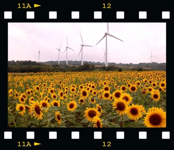 ☆前回に引き続き昨年晩夏に撮影した写真の棚卸し旅行記です。<br /><br />『今、ウクライナはロシアの狂気の侵攻で存亡の危機に瀕しています。<br />ウクライナでは抵抗のシンボルとしてヒマワリが注目されていて<br />映像で目にする事が多くなりました。<br />私の今回の旅行記とウクライナは直接的に関係は無いものの<br />偶然にもヒマワリが主役です。<br />個人的には何もできないもどかしさや虚しさがありますが<br />ウクライナに一日でも早く平和が戻るよう心から祈りたいと思います』<br /><br /><br />年をまたいでの旅行記は日時の表現がややこしくなりますが<br />昨年の撮影日を基準に表現させていただきます。<br /><br />昨年(2020年)に引き続き今年も郡山市の布引高原の<br />ひまわり畑を見に行ってきました。<br />一般的にヒマワリの見頃は真夏ですが<br />布引高原は標高が1000mもあり、気温が低く<br />平地より直播きの時期が遅くなり、引いては開花も遅くなります。<br />今年は例年よりさらに種まきが遅くなり<br />昨年は満開だった花がまだ8分咲きでした。<br /><br />期待していた朝霧や朝焼けも見られず<br />晴天の予報も大外れの曇り空(――〆)。<br />正直、意気消沈でしたがヒマワリは早々に切り上げ<br />雄大なソバ畑や清冽な菅滝も見られたので<br />悪いことばかりではありません。<br />