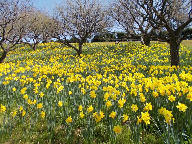 ①西区・はままつフラワーパーク。<br /> 2022・3・21(月・祭日)撮影。<br /><br />スイセンが、<br />満開だと同居人から、たまたま前日20日(日)夕方聞き<br />翌日3月21日12時20分まで動かせない用事あるが・・<br />調べたら・スイセンの見ごろが15日からの為、散る前に。<br />急遽・・何とか、祝日の午後お邪魔。<br /><br />イエローは、ウクライナ・カラーの1色ですが・・<br /><br /><br />②浜北区平口・・ひらくち。不動寺<br /> 2022・3・30(水)撮影・即投稿<br /><br />お寺さんの<br />山の東側ふもと・南北・片側1車線の公道を、<br />2年前から縁があって月に玉に通行。<br />あと1年間は、通行します。<br />通行中に、<br />単独・道路標識で、このお寺さんの存在を知りました。<br /><br />その・・すぐ東側に、<br />新東名・浜松浜北ICまで飛ばして10分強で行ける通行量が、<br />桁違いのバイパスがあります。<br /><br />行政の単独道路標識が、<br />ある位のお寺さんだからと・・前から予定していた他都市の<br />もっと大きなお寺さんをやめて、お邪魔してみました^^<br /><br /><br /><br />現在<br />7区ある区が、数年以内に3区になります。<br />区役所廃止による年間10億円弱の人件費中心の経費削減。<br />10年で100億円弱。20年で・・<br />ここの浜北区と西隣にある北区が一緒になります。<br />人口は、共に約10万人。 <br />当然、区名変わるでしょうネ。<br /><br />浜北区の浜と北区の北をとって浜北区 ?<br />残り<br />山間部2.6万人と平野部58万人の区分けです。<br />人口的には、かなりアンバランスですが<br /><br />周辺市町村を吸収した、<br />平成の大合併の後遺症が、これで解消されるでしょう・・。<br /><br /><br /><br /><br /><br />You Tube<br />日向坂46 25本<br /><br />欅坂46・妹分 けやき坂46(通称・ひらがなけやき)<br />2015・11・30 結成<br />2019・2・11 日向坂46に改名<br /> 3・27 シングルデビュー<br /><br />2022・4・5 新型コロナウイルス集団感染 16人<br /> いけませんネ。。<br /><br /><br />大画面にして、ご覧になると迫力あります^^<br />