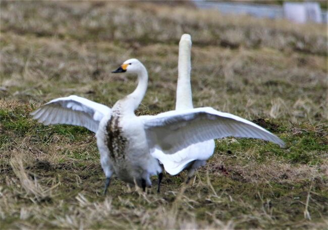 安来白鳥ロード・田圃で給餌するコハクチョウを初観察