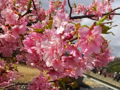 河津桜を訪ねて