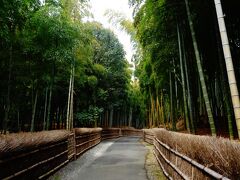 八種の竹垣が美しい全長2.5キロの「竹の径」と、隣接する「京都洛西竹林公園」