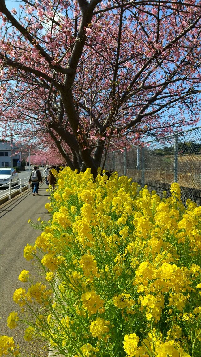 　ワクチンの3回目の接種も終わり、春を探しに三浦海岸の京急線沿線に咲く<br />河津桜を見にちょこっと散歩してきました。<br />