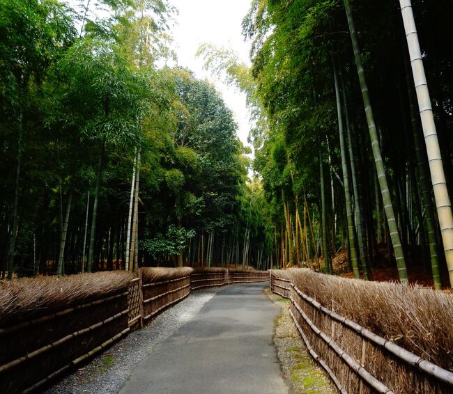 京都嵐山の「竹林の小径」は有名だが、それよりも規模が大きくて、はるかに観光客が少ない竹林が、6キロほど南にあるのをご存知だろうか？<br />京都市と向日市の境にある、全長2.5キロの「竹の径」がそれ。<br />「竹の径」と「竹林の小径」、名前が似ているから間違いやすい。<br />「竹の径」の中ほどには「京都市洛西竹林公園」や「竹の資料館」がある。<br />見晴らしの良い公園もあるので、お弁当持ちで行くと、半日そこで過ごせそうだ。<br /><br />向日市観光協会のサイト<br />https://www.muko-kankou.jp/recommend/detail.html?id=585<br /><br />