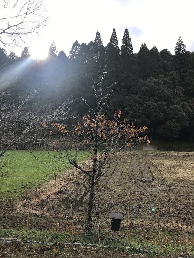 大原で朝市、いすみ鉄道と小湊鉄道を乗り継いで紅葉を楽しんだ後は、<br />トロッコ列車に初乗車、途中下車して手彫りトンネルや天井絵、世界一広いトイレを見て歩きました<br />房総横断後半戦です