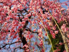 のんびり春をお届け　下町の梅と河津桜