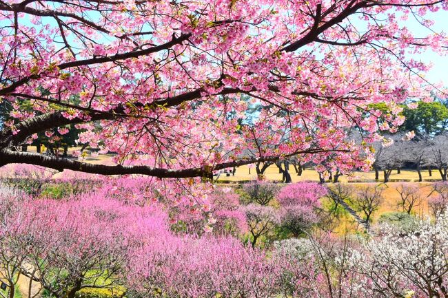 去年より３週間遅れで訪問してみた吉野公園は、河津桜や赤や白やピンクの梅が満開でした(#^^#)<br />