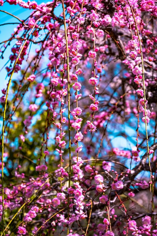 　築上町椎田の綱敷天満宮は、菅原道真公所縁の神社であり、境内に菅原道真公が愛した梅が約1,000本あります。ちょうど枝垂れ梅が見頃でした。<br /><br /><br />