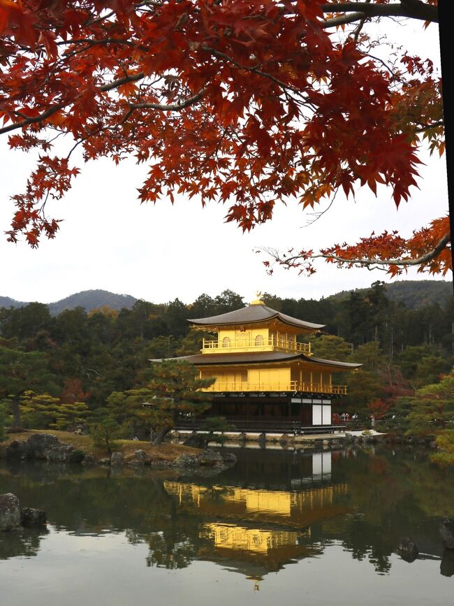 「錦秋の京都」、まさに月並みな言葉ですが、これ以上当てはまる言葉が見つからないのです。<br />こんなにも深くて濃い色合いなんて、想像しませんでした。<br />色とりどりの絹糸で織られたような「錦秋」の風景が目の前に。<br />しかも訪れる先々が見事で、光や雨の影響で色を変えゆきます。<br />古都の美しさに改めて魅了された旅でした。<br /><br />今回は、４トラトラベラーの「ままさん」との女子旅(#^.^#)<br />「まっちぃ、一日1万歩以内におさめてね～」<br />いやいや、無理だよん（笑）<br />相当な歩数になるほど、ひきずりまわし（笑）<br />そして最後には驚きの歩数になりました！<br /><br />旅行記を仕上げないまま、秋から冬へ季節は変わり…。<br />最近は春の恒例行事花粉症の症状が出始める(+_+)<br />家族の用事、仕事の影響、体調不良などの理由で、4トラから遠ざかった数か月。<br />ようやく旅行記に取り掛かったら、あらら…スムーズにいかず、たどたどしい（苦笑）<br />皆さまの所へも、少しずつお邪魔して参ります(*^▽^*)<br />どうぞよろしくお願いします！