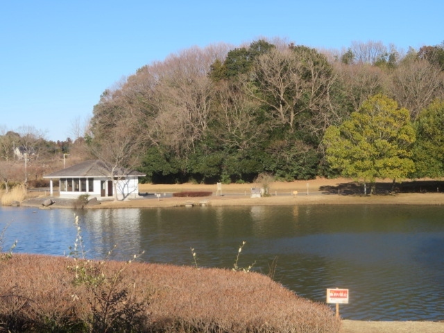 茨城県の常総市旧水海道にある「一言主神社」と「きぬ総合公園」に行きました、野田市と坂東市（旧岩井市）の境、利根川に架かる目吹橋を渡り菅生沼近くにある一言主神社に、更に近くにあるきぬ総合公園に、ちょっと移動して水海道市街地に入りました。<br /><br />一言主神社は平安時代の大同4年（809年）に創建された歴史ある神社、祭神は一言主神、言行一致の神様とされています、元旦には多くの参拝者で賑わいます、春季祭（4月13日）、夏越祭（6月30日）、秋季例大祭（9月15日）が行われます、境内に天満神社、白山神社、香取神社、稲荷神社があります、常総市や坂東市の主要道路沿いに大きな案内の看板があります、駐車場も広くてて車で行く参拝者が多いようです、近くの主要交差点には大きな看板があり目標になります。<br /><br />きぬ総合公園は県道58号線（取手豊岡線）沿いにある広い公園、総合体育館、グランド、球場、温水プール、テニスコートなどあります、春は桜を見ることが出来、冬には白鳥が飛来します、散策するのにいい場所です、散策後は水海道市街地に移動しました。