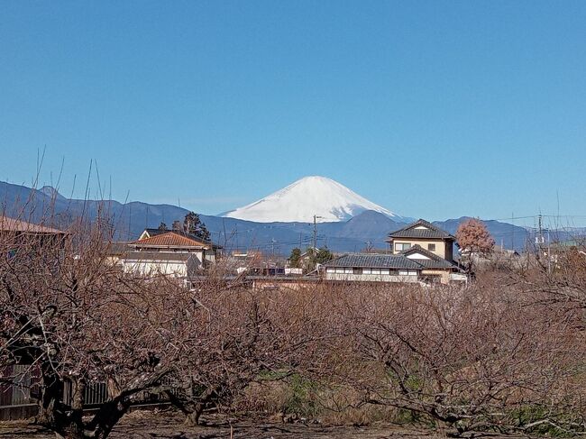 今年の冬はここ近年では寒かったですが、2月下旬になってだいぶ暖かくなって春の訪れを感じ始めました。神奈川県有数の梅林、小田原にある曽我梅林がだいぶ見頃を迎えています。また曽我梅林から富士山が見えるようなので、晴れの予報のこの日、曽我梅林に行くことにしました。そして曽我梅林の他にも早春の富士山を見る目的で御殿場、山中湖へ行きました。<br />梅林では梅と富士山が実に美しく見えて絶品でした！御殿場滞在の時から<br />雲が頂上を覆っていましたが青空の下、ひと際雄大な富士山の光景は素晴らしく絶景でした。<br /><br />---------------------------------------------------------------<br />スケジュール<br /><br />★2月23日　自宅－（自家用車）曽我梅林－乙女の鐘－東本宮・富士浅間神社<br />　　　　　　－山中湖－自宅<br />