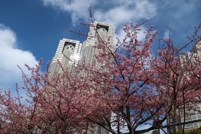 新宿でお買い物をした後で新宿の超高層ビル界隈を散歩して新宿中央公園をお散歩しました<br /><br />【表紙の写真】新宿中央公園に咲く桜の花と東京都庁