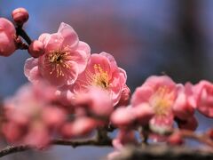 愛知牧場の菜の花♪名古屋城の梅に椿に武将隊♪＆平芝梅林公園の梅♪