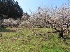 坂田城跡梅林ハイキング 2022/03/05