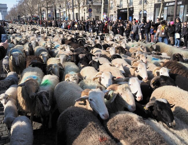 3月6日の日曜日は、歩行者天国となったシャンゼリゼ大通り。<br />この日、バスク地方からやってきた羊たちがシャンゼリゼを行進するという。<br /><br />ちょうどポルト・ヴェルサイユで開催されている農業見本市の最終日にあたるので、そのフィナーレを飾る催しかと思ったがそうではなく、バスク地方の文化を広く知ってもらうための企画だという。<br /><br />バスクにはまだ足を運んだことがなく、知識もほぼゼロ。<br />それにしても標高2千メートル近くのピレネーの山で放牧されている羊たちとシャンゼリゼで出会えるとは！<br />これは滅多にないどころか、二度とない機会ではないか。<br /><br />という訳で、いそいそと出かけた久々のイベント見学。<br />戦雲垂れこめる欧州にあって、つかの間の晴れ間が見えたような楽しいひとときだった。<br /><br />
