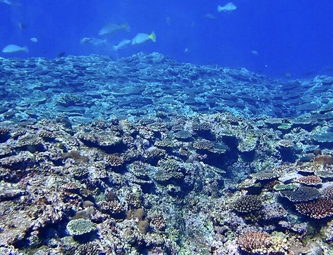 タイです。<br />西表島の北、鳩間島に行ってきました。<br />海の中は一面の珊瑚でした。