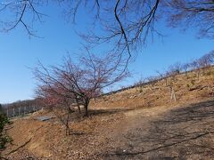 「太田・河津桜の里」の河津桜_2022_咲き始めました。　が・・・　（群馬県・太田市）