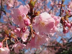 2022 聖崎公園の河津桜