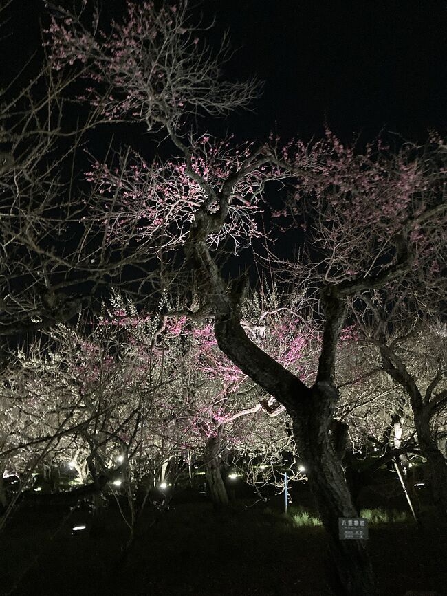 偕楽園の3000本の梅の満開について公園管理事務所に電話したら、3月10日頃と言われましたが、スケジュールの関係で7日に行ったのは完全に早すぎました！個人の見解では二分咲きでした。<br /><br />しかしチームラボによるライトアップ、特に後半の竹林の部は良かったです。それは、、、<br /><br />写真はライトアップされた梅。満開ならさぞ美しいのでしょうねー