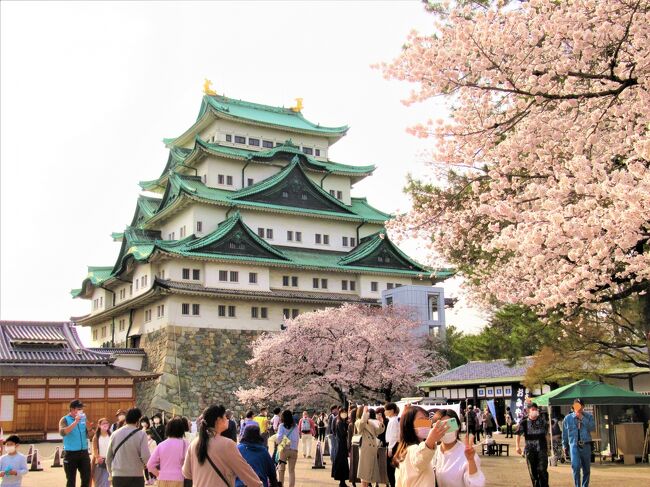 一昨年もほぼ同じコースで計画したものの、コロナで犬山祭は中止になり、立ち消えになった旅のリベンジです。<br /><br />犬山に行ったら「博物館明治村」 & ナニコレ珍百景MV登録のモーニング「パブレスト百万ドル」にも行きたい。<br />名古屋市内では「熱田神宮」「徳川美術館」も外せない。<br /><br />今まさに桜とジャストコラボできる「名古屋城・岡崎城・清洲城」も訪れたいし、<br />ライトアップもやってるじゃん!と計画はどんどん膨れ上がります。<br /><br />ところが! <br />犬山祭は復活するものの ″規模と時間を縮小しての開催″ だと日も押し迫った3/20に正式決定が出ました。<br />そんな ″中途半端″ な形なら今年は行くのは止めようかとも思ったのですが、気を取り直し当初の計画を大幅修正して決行です。<br /><br />グルメは、ひつまぶし・きしめん・味噌煮込みうどん・名古屋コーチン・味噌カツ・モーニング・手羽先‥‥<br />観光客御用達の超ド定番 ″名古屋めし″ もほぼ本店をメインにたらふくお腹に収めてきました。<br /><br />ここではざっくり5日間の旅を振り返ってみたいと思いますが・・<br />一人旅ゆえの詰め込み強行軍で余りにも盛り沢山なので、先ずは総集編①として初日の★がこの旅行記の範囲です。<br /><br />①【初日 2022/3/30(水)】晴れ<br />★自宅最寄駅を始発で発つ <br />★09:01 名古屋駅着<br />★09:38 クックタウンでモーニング <br />★10:24 カフェ・ド・SaRaでモーニング <br />★11:29 五条橋<br />★11:46 名古屋東照宮・那古野神社参拝<br />★12:02 県庁舎、市庁舎などを見ながら<br />★12:14 きしめん山田屋でランチ <br />★13:03 名古屋城をボラガイドさんと見学<br /> 西南隅櫓入場・西北隅櫓・昼夜の本丸御殿<br />★18:30 名古屋城ライトアップ<br />★19:45 久屋大通公園<br />★20:20 鳥銀本店で名古屋コーチン <br />★22:45 ヴィアイン名古屋駅前椿町泊<br /><br />②【2日目 3/31(木)】晴れ<br />★06:30 ホテルにて朝食<br /> 08:06 清洲公園<br /> 09:00 清洲城 <br /> 10:30 宮きしめん あつた神宮店 <br /> 11:10 あつた蓬莱軒本店で予約整理券GET<br /> 11:30 熱田神宮参拝<br /> 12:15 白鳥庭園<br /> 13:00 蓬莱軒でひつまぶしランチ <br /> 15:20 岡崎城<br /> 18:00 岡崎公園ライトアップ<br /> 20:10 山本屋本店大門本店で味噌煮込うどん<br /> 21:30 ヴィアイン名古屋駅前椿町連泊<br /><br />③【3日目 4/1(金)】晴れ<br /> 06:30 ホテルにて朝食<br /> 09:41 明治村着<br /> 16:00 明治村バス停発<br /> 16:21 犬山駅バス停着<br /> 16:50 ホテルチェックイン<br /> 18:30 古民家レストラン:フレンチ奥村邸<br /> 19:50 ミュースタイル犬山エクスペリエンス<br /><br />④【4日目 4/2(土)】晴れ<br /> 06:30 ホテルにて朝食<br /> 08:00 成田山名古屋別院大聖寺<br /> 09:40 国宝犬山城 <br /> 11:00 豆腐かふぇ浦嶌にて玉手箱ランチ<br /> 12:15 有楽苑 国宝如庵<br /> 13:40 犬山祭の車山を各町内にて見学<br /> 15:30 ホテルにチェックインして休憩<br /> 18:30 夜車山<br /> 20:00 犬山ミヤコホテル泊<br /><br />⑤【5日目 4/3(日)】雨のち曇り<br /> 08:30 車山9輌犬山城前広場集結雨天中止<br /> 10:00 パブレスト百万ドルでモーニング<br /> 12:30 観光ルートバス:メーグル名古屋BT<br /> 13:07 徳川庭園 & 徳川美術館<br /> 14:50 矢場とん矢場町本店で味噌カツ丼<br /> 16:00 世界の山ちゃん本店にて手羽先<br /> 17:43 ひかり号にて帰宅