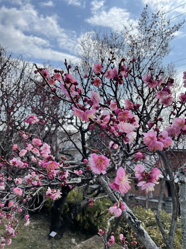 神戸の岡本公園に梅を見に行きました。