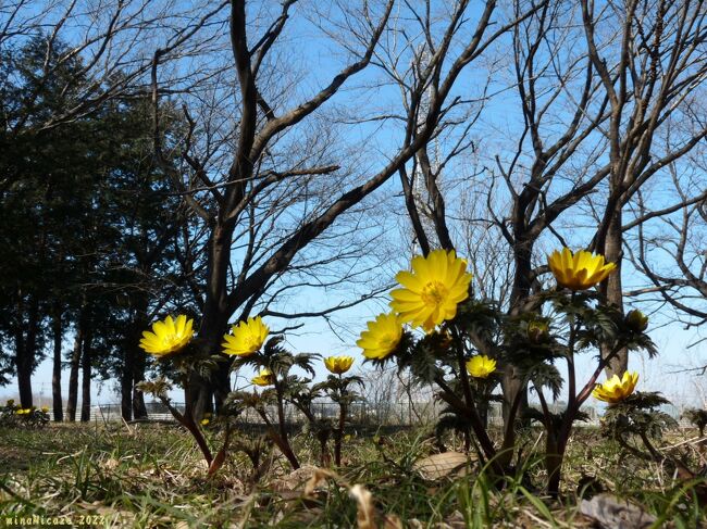 「境御嶽山自然の森公園」の福寿草_2022_広く群生、ではありませんが綺麗に咲いていました（伊勢崎市）