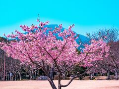 南立石公園の早咲き桜 2022