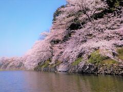 『彦根城の桜♪　＜うふふ♪♪の桜日記♪・その２＞』
