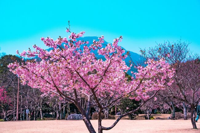 　開花が遅れている各地の梅、別府南立石公園の枝垂れ梅もちょうど見頃ではと思い訪問しましたが、さすがに温暖な気候の別府では早く咲いたようで見頃を過ぎていました。<br />　しかし、春の陽気に思いがけず寒緋桜と河津桜が満開を迎えていました。