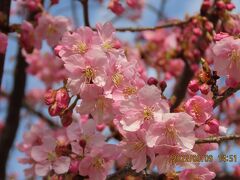福岡中央公園の河津桜の開花状況